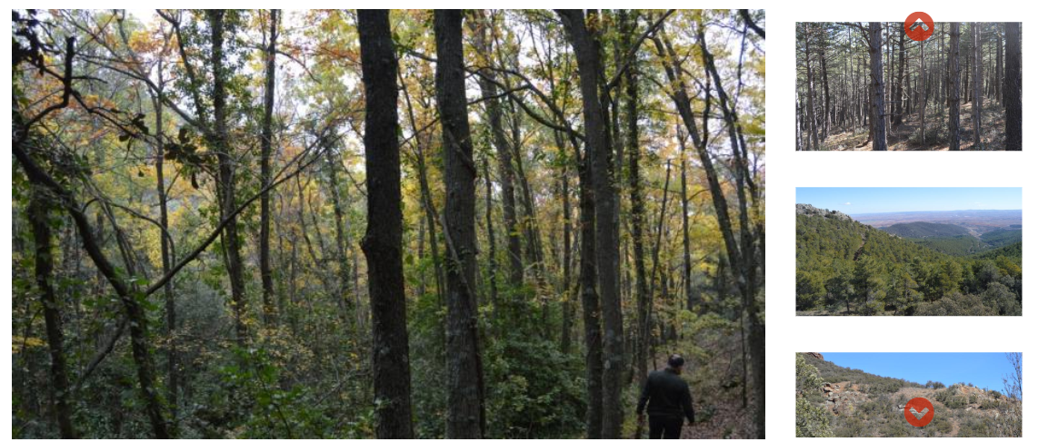 Proyecto de ordenación forestal de los montes del LIC Sierras de Algairén