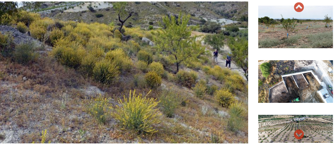 Proyecto LIFE AMDRYC4.- Adaptación al cambio climático de sistemas agrícolas en secano del área mediterránea